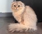 Britse Korthaar/Langhaar kittens, Dieren en Toebehoren, Katten en Kittens | Raskatten | Korthaar, Kater