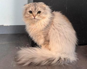 Britse Korthaar/Langhaar kittens beschikbaar voor biedingen