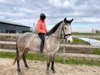 Mega brave allround e-pony, Dieren en Toebehoren, Paarden, Zadelmak, Recreatiepaard, Gechipt, Merrie