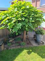 boom, Tuin en Terras, Planten | Bomen, Overige soorten, Lente, 100 tot 250 cm, Ophalen