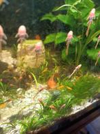 Jonge ancistrus super red, Dieren en Toebehoren, Vissen | Aquariumvissen, Vis