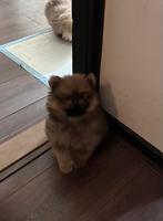 Pomeriaan pups nog 1 teefje mag gelujk mee, Dieren en Toebehoren, Honden | Poolhonden, Keeshonden en Oertypen, Keeshond, CDV (hondenziekte)