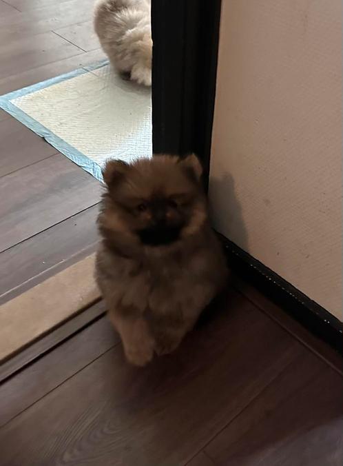 Pomeriaan pups nog 1 teefje mag gelujk mee, Dieren en Toebehoren, Honden | Poolhonden, Keeshonden en Oertypen, Meerdere dieren