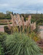 Prachtige Pampas pluimen, Ophalen