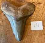 Megalodon tand 9,5 cm, Ophalen of Verzenden, Fossiel