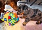 Dwerg teckel pups teckel pup teckel dachshund, Dieren en Toebehoren, Honden | Teckels en Dashonden, Rabiës (hondsdolheid), 8 tot 15 weken