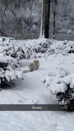 Pomeriaan, Particulier, Keeshond, 15 weken tot 1 jaar, Reu