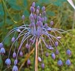 Zaden Berglook/Heksenknoflook- Allium carinatum subp. Pulch, Verzenden, Voorjaar, Volle zon, Zaad