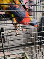 Lori van de blauwe bergen, Dieren en Toebehoren, Mannelijk, Papegaai, Tam