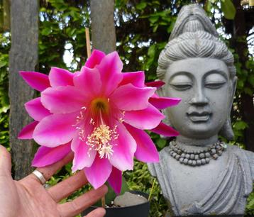 cactus - Epiphyllum Pegasus beschikbaar voor biedingen