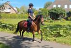 Fantastische knuffel en sportpony, Dieren en Toebehoren, Pony's, Merrie, B, Gechipt, Dressuurpony