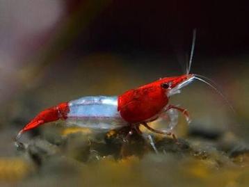 Hoge kwaliteit red rilli neocaridina garnalen  beschikbaar voor biedingen