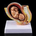 menselijk anatomie model - foetus baarmoeder 9 maanden, Ophalen of Verzenden, Nieuw