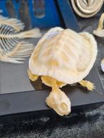 Schildpad skeletje, geen cites soort, taxidermie, Verzamelen, Ophalen of Verzenden, Opgezet dier
