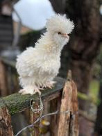 Usa zijdehoen broedeieren, Dieren en Toebehoren, Geslacht onbekend, Kip