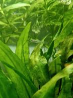 Gratis 15 baby Guppy, Dieren en Toebehoren, Vissen | Aquariumvissen, Vis