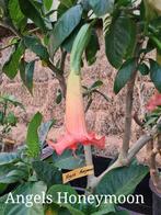 Brugmansia ongewortelde stekken, Tuin en Terras, Overige soorten, Volle zon, Eenjarig, Ophalen of Verzenden