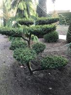 Te koop mooie taxus bonsai snoeivorm., Ophalen, Bloeit niet, Overige soorten, Halfschaduw