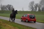 18jarige Friese preferente merrie verkeersmak., Dieren en Toebehoren, Merrie, 160 tot 165 cm, Recreatiepaard, 11 jaar of ouder