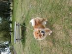 Chow chow  reu, Dieren en Toebehoren, Honden | Poolhonden, Keeshonden en Oertypen, Rabiës (hondsdolheid), Reu, 1 tot 2 jaar, Eén hond