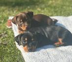 Laagbenige Jack Russel pups, Dieren en Toebehoren, Honden | Jack Russells en Terriërs, Jack Russell Terriër, CDV (hondenziekte)