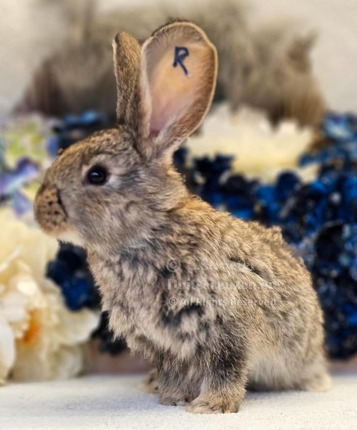 Duitse reuzen XXL rammetjes, Dieren en Toebehoren, Konijnen, Groot, Meerdere dieren, 0 tot 2 jaar