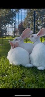 Vlaamse reuzen, Dieren en Toebehoren, Meerdere dieren, Groot