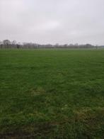 Te koop gevraagd, bos , bosgrond, natuurgrond ,weiland, Ophalen of Verzenden, Volle zon, Overige soorten