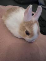 klein blijvende mini dwerg konijntjes (loffelohr drager), Dieren en Toebehoren, Konijnen, Meerdere dieren, Dwerg, 0 tot 2 jaar