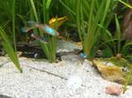 Jonge guppies, Vis