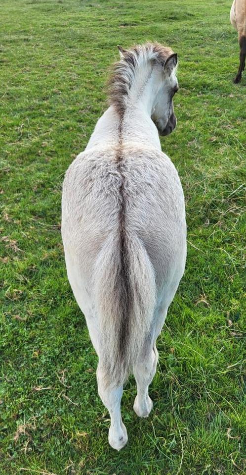 Leuk Ijslander veulen zoekt een fijne plek, Dieren en Toebehoren, Pony's, Hengst, Niet van toepassing, D pony (1.37m tot 1.48m)