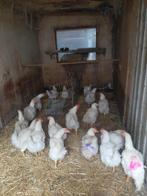 hanen, Dieren en Toebehoren, Mannelijk, Kip