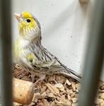 Geel agaat mozaïek kanaries, Dieren en Toebehoren, Vogels | Kanaries, Meerdere dieren, Kleurkanarie