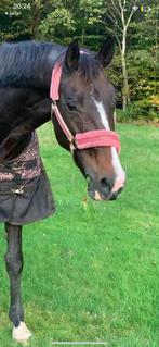 Lieve 12-jarige Oldenburg merrie(OMSCHIJVING GOED LEZEN), Dieren en Toebehoren, Paarden, Merrie, Recreatiepaard