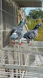 Mooi koppel, Dieren en Toebehoren, Vogels | Duiven