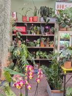 Philodendron Green Congo Variegata p8 (1), Ophalen of Verzenden, Halfschaduw, Minder dan 100 cm