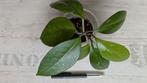Hoya fungii, Ophalen of Verzenden, Halfschaduw, Minder dan 100 cm