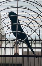 Twatwa 2023, Dieren en Toebehoren, Ophalen, Nieuw, Overige materialen, Overige typen