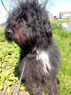 Bouvier teefje 2 jaar en 4 maanden zoekt een nieuw baasje, Dieren en Toebehoren, Honden | Herdershonden en Veedrijvers, Bouvier