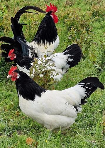 Lakenvelder broedeieren groot ras kippen beschikbaar voor biedingen
