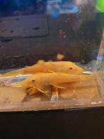 Ansistrus, Dieren en Toebehoren, Vis