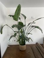 Xxl Strelitzia plant 208 cm hoog, Huis en Inrichting, Kamerplanten, Groene kamerplant, Ophalen, Halfschaduw, 200 cm of meer