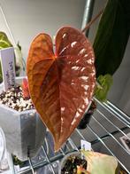 Anthurium luxurians, Huis en Inrichting, Kamerplanten, Ophalen of Verzenden, Halfschaduw, Minder dan 100 cm