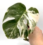 Vier bladstekken van Monstera Deliciosa Albo Variegata., Huis en Inrichting, Kamerplanten, Overige soorten, Minder dan 100 cm