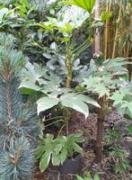 Grote Fatsia japonica Variegata, Ophalen, Zomer, Overige soorten, Halfschaduw