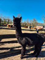 Alpaca Hengsten met stamboom, Dieren en Toebehoren, Overige Dieren, Mannelijk, Na 1 juli 2024