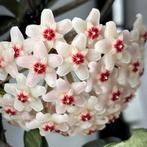 Hoya carnosa ‘Wilbur Graves sp. Russia’, Verzenden, Volledige schaduw, Overige soorten, Minder dan 100 cm