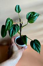 Philodendron sodiroi – babyplant , Ophalen of Verzenden, Overige soorten, Minder dan 100 cm