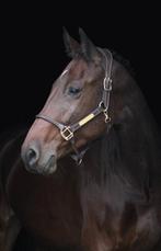 Lease paard aangeboden, Ophalen of Verzenden, Nieuw