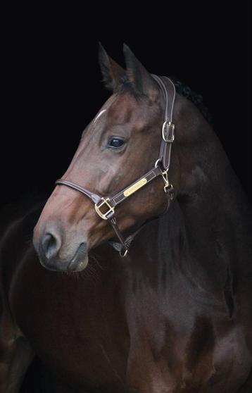 Lease paard aangeboden beschikbaar voor biedingen